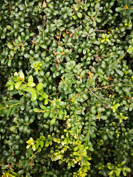 植物墙素材