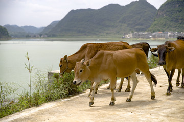 黃牛