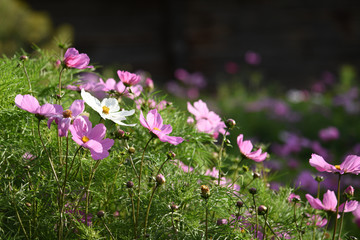 格桑花