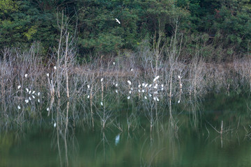 湿地