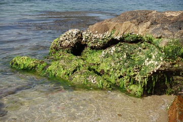 礁石 海藻