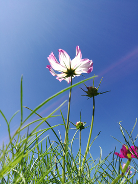 格桑花