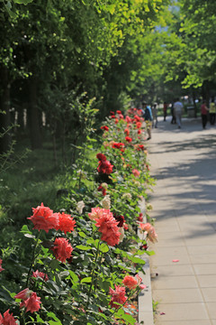 公园道路旁的月季花