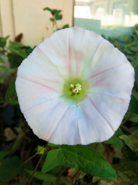 牽牛花