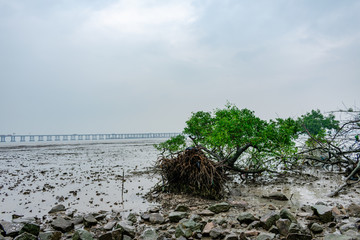 前海湾红树林