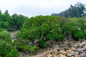 前海湾红树林