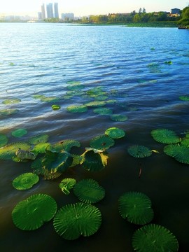 武汉东湖绿道