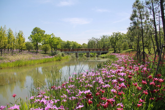 虎丘湿地鸢尾花溪