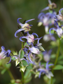 龙胆科植物椭圆叶花锚蓝色花朵