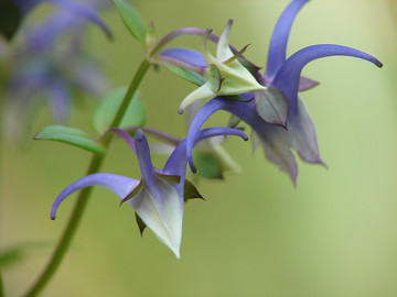 龙胆科植物椭圆叶花锚蓝色花朵