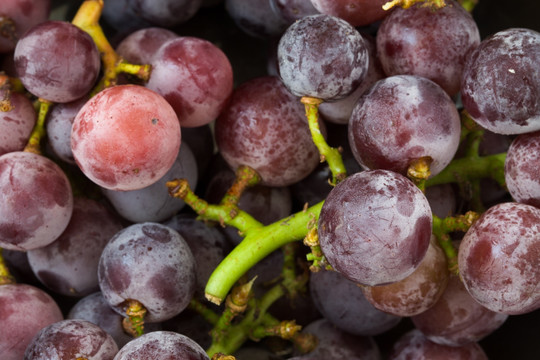 老品种葡萄