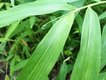 春天早晨大自然绿叶露珠露水