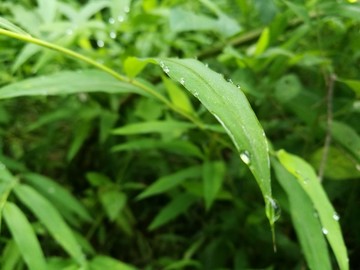 春天早晨大自然绿叶露珠露水