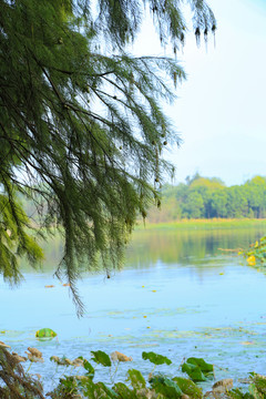 湖边垂柳松枝