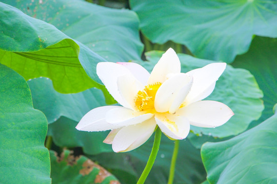 荷花花瓣和露水