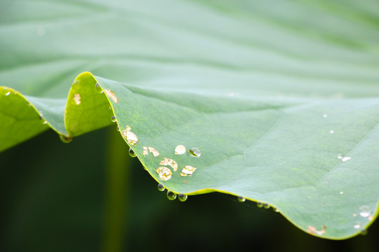 荷花和露水