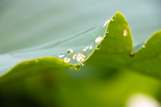 荷花和露水