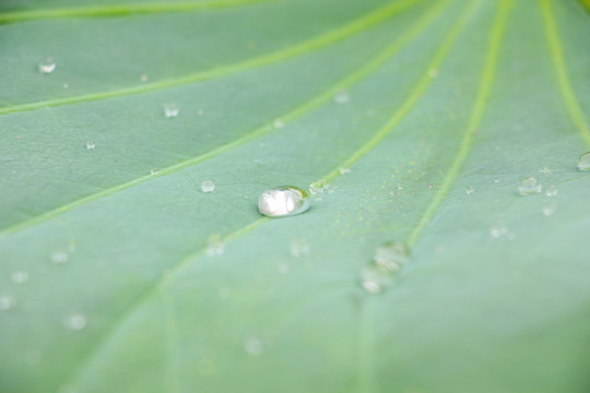 荷叶和水珠