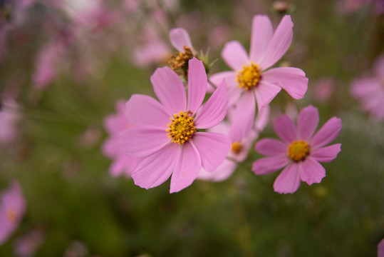 粉色格桑花