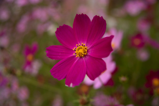 红色格桑花