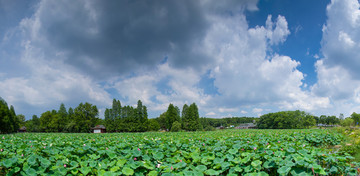 武汉盛夏风光