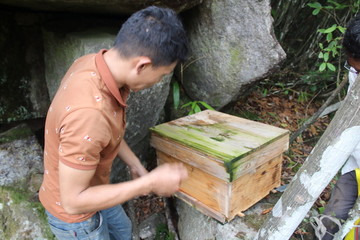 山林里的蜂箱养蜂人野生蜂蜜