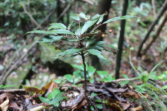 深山野生矮地茶叶下红