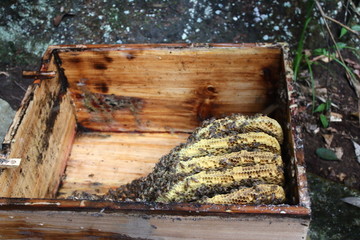 蜂箱蜂巢