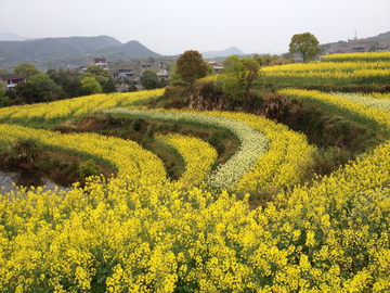 油菜花