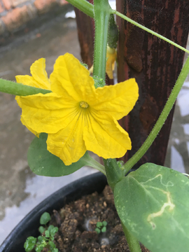 黃瓜花