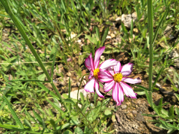 波斯菊
