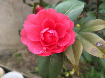 茶花