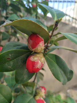 茶花花苞