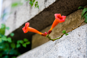 牵牛花