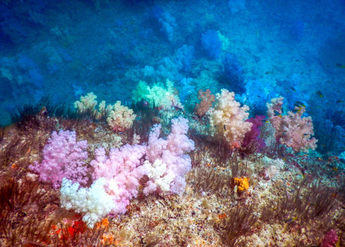 五颜六色的珊瑚