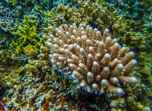 美丽的珊瑚