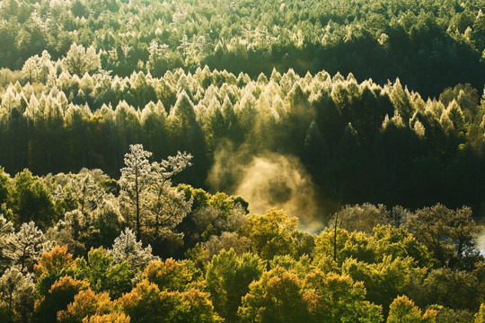 秋季霜降后的树林风景