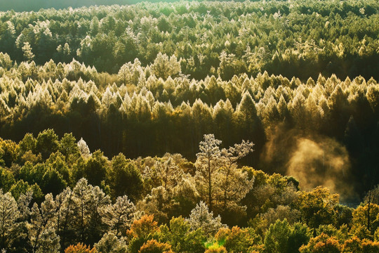 秋季霜降后的树林