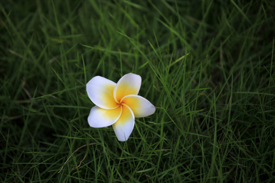 热带花卉鸡蛋花