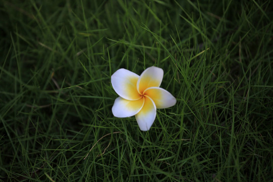 热带花卉鸡蛋花