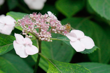 绣球花