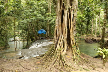 印尼热带森林河流
