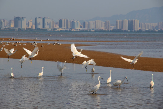 海滩上的白鹭