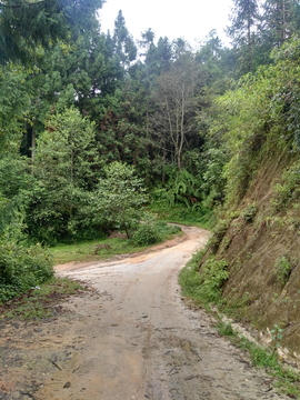 山涧小路