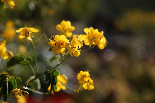 决明子花