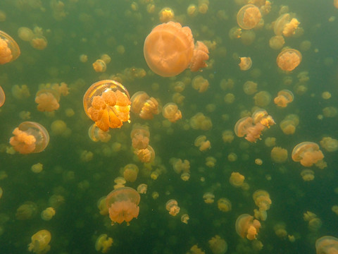 水母湖