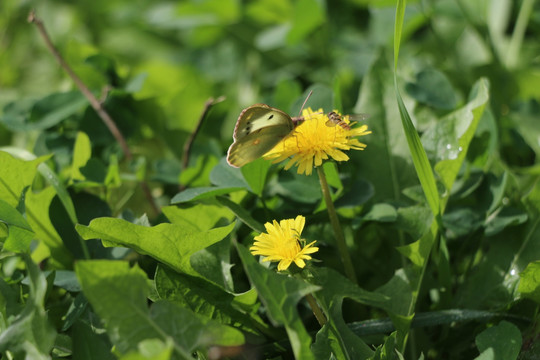 蜜蜂蝴蝶生情性