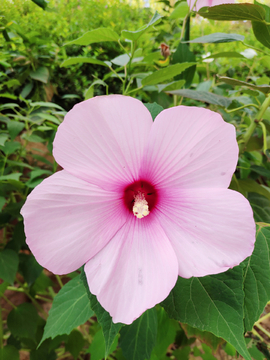 芙蓉葵粉红花朵