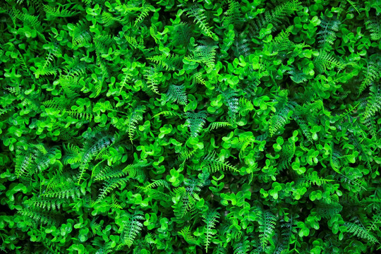 植物墻