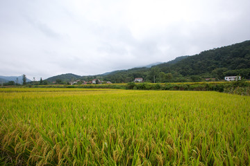 稻田